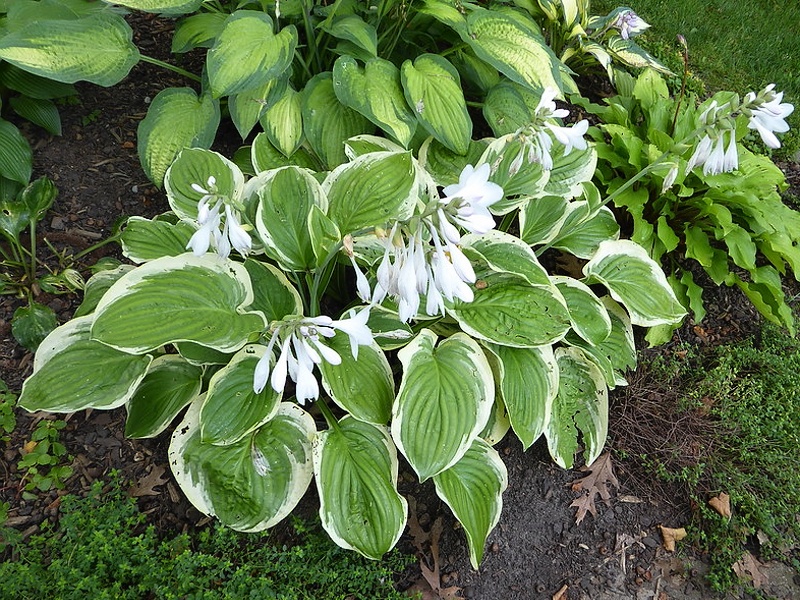 Hosta Diana Remembered