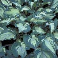 Hosta Guardian Angel