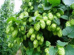 Humulus lupulus