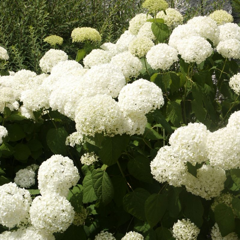 Hydrangea arborescens Annabelle (syn. Bounty)