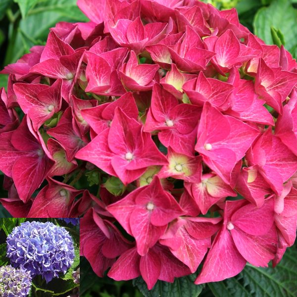 Hydrangea macrophylla Alpenglühen