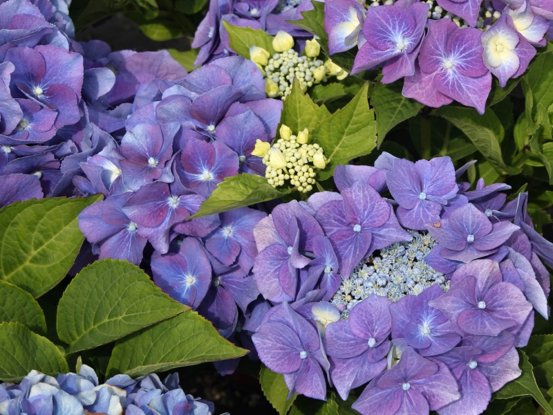 Hydrangea macrophylla Teller Blue (syn. Blaumeise)