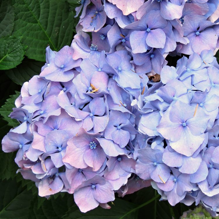 Hydrangea macrophylla Maréchal Foch