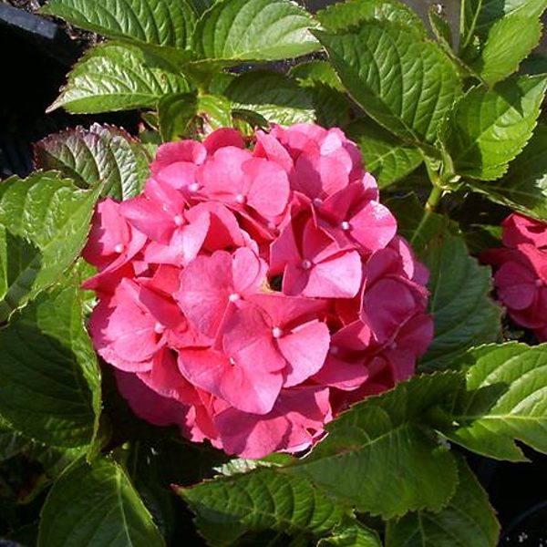 Hydrangea macrophylla Masja (Sibylla)