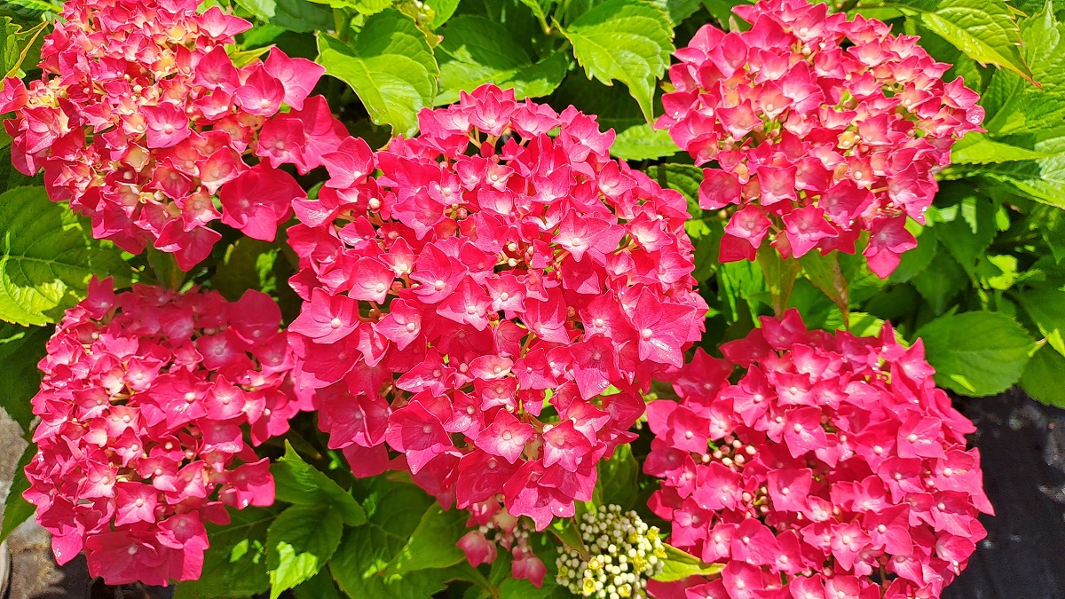 Hydrangea macrophylla Red Wonder