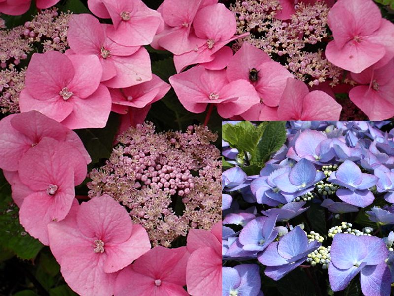 Hydrangea macrophylla Zorro