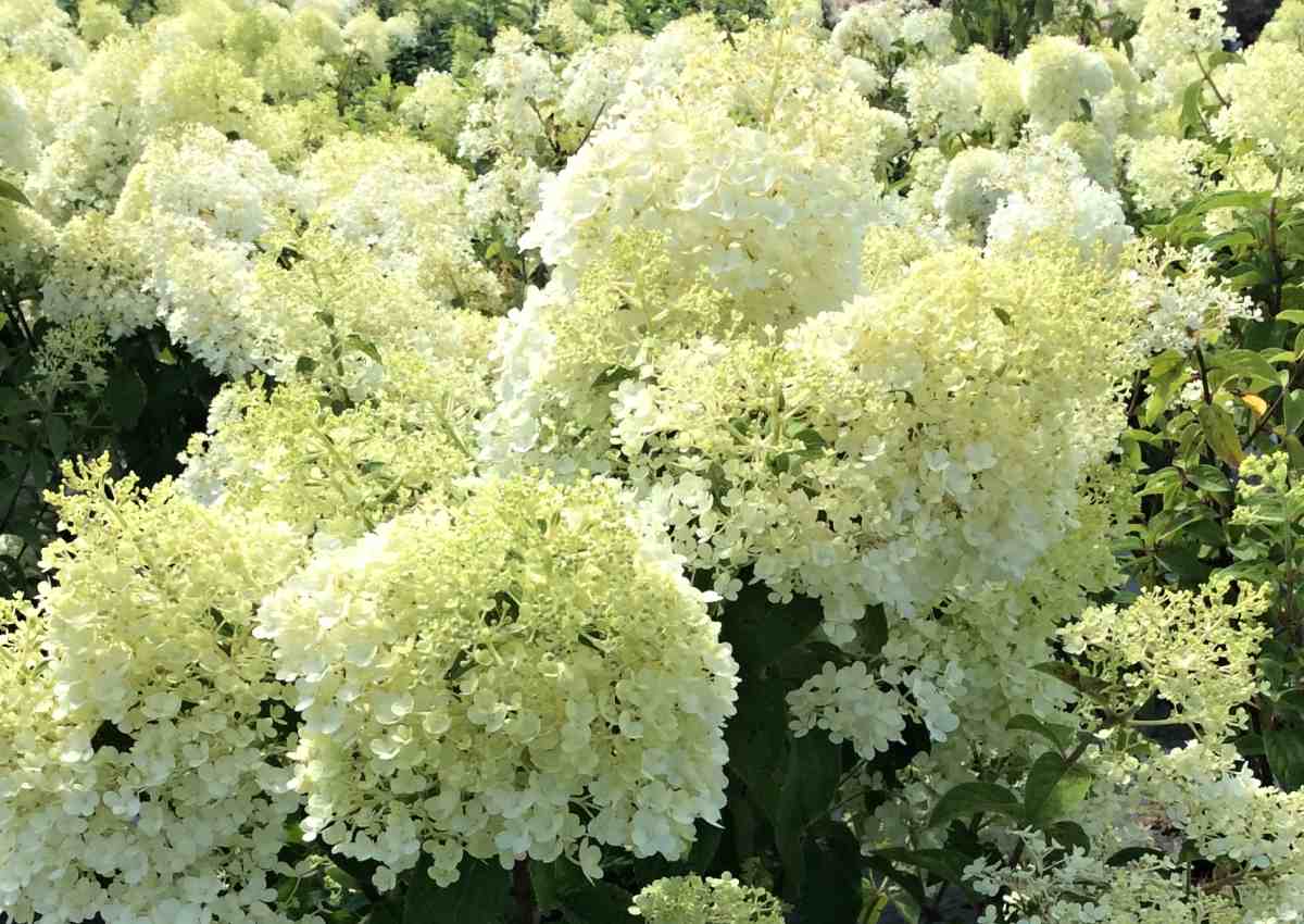 Hydrangea paniculata Bobo