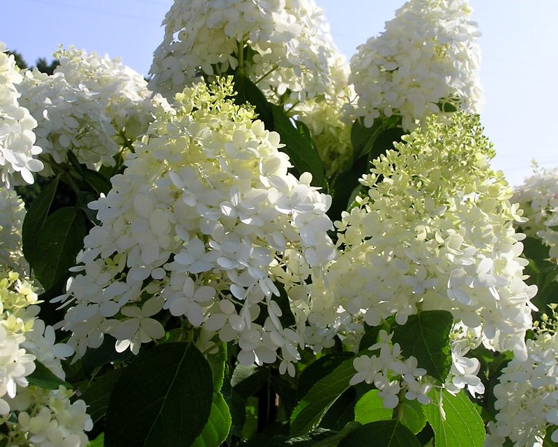 Hydrangea paniculata Limelight