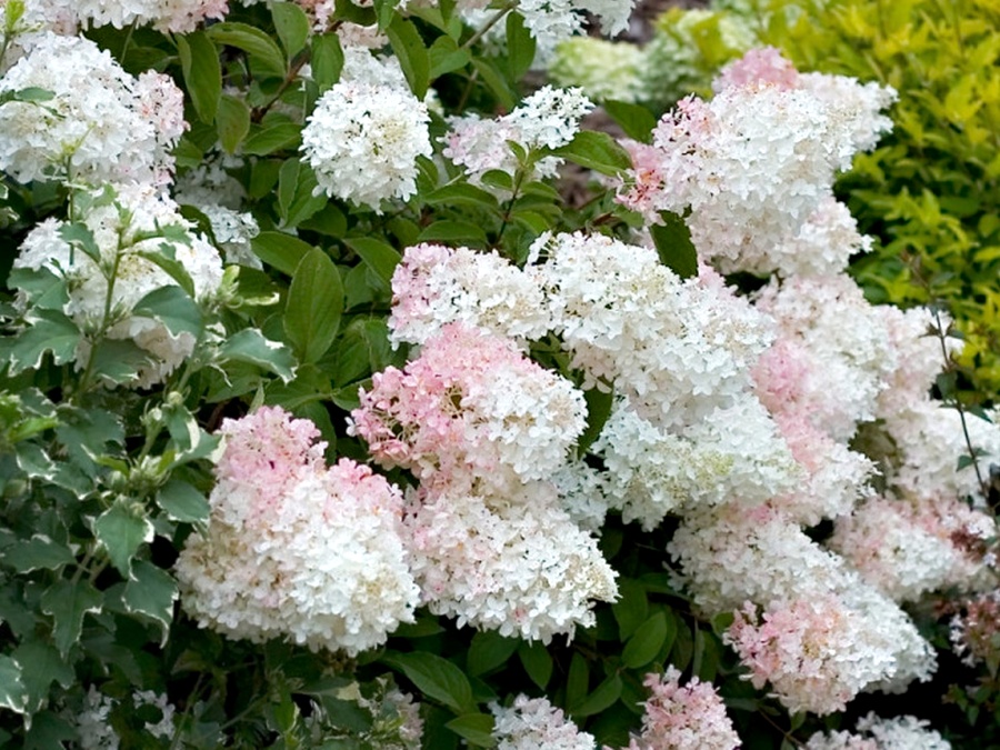 Hydrangea paniculata Phantom