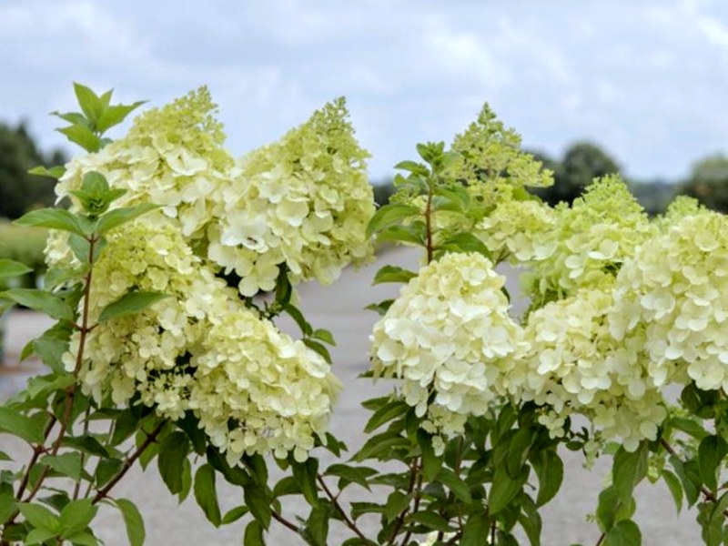 Hydrangea paniculata Polar Bear