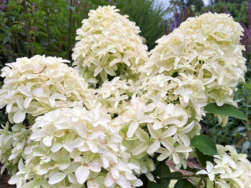 Hydrangea paniculata Skyfall