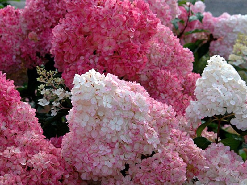 Hydrangea paniculata Sundae Fraise