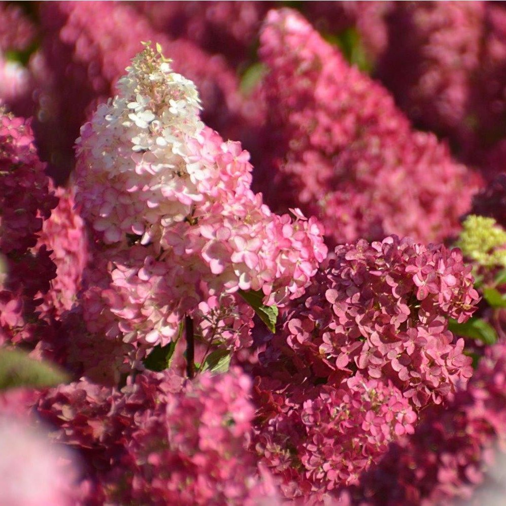 Hydrangea paniculata Fraise Melba