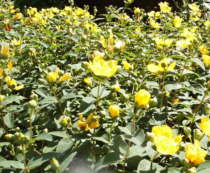 Hypericum x Hidcote