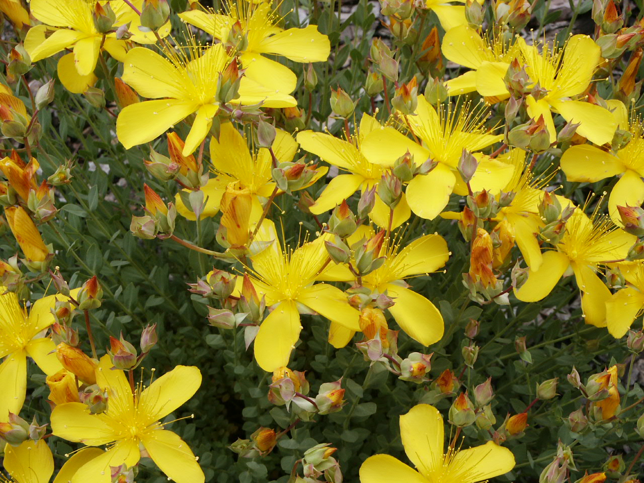 Hypericum polyphyllum Grandiflorum