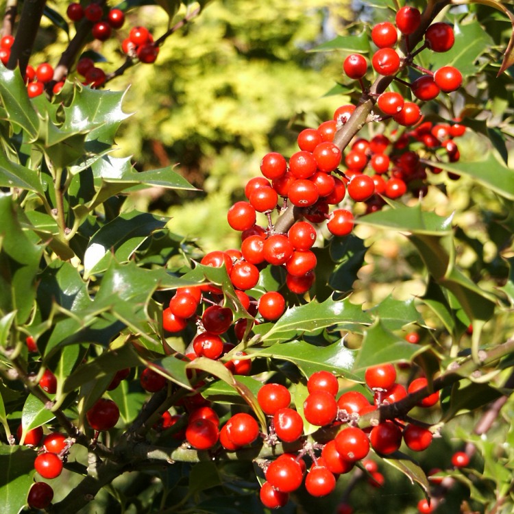 Ilex aquifolium Alaska