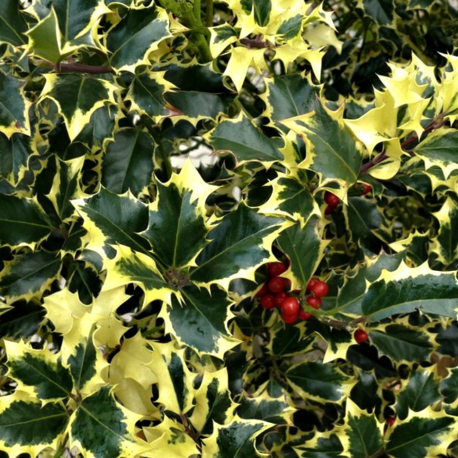 Ilex aquifolium Madame Briot