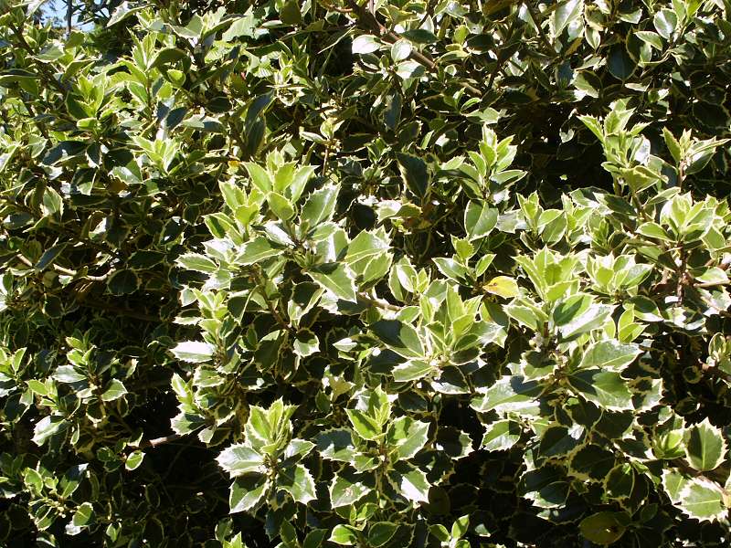 Ilex aquifolium Rubricaulis Aurea