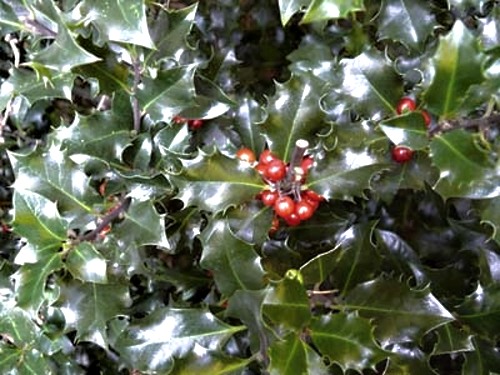 Ilex x meservae Blue Angel