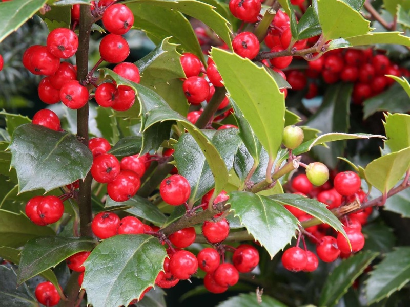 Ilex x meservae Heckenfee