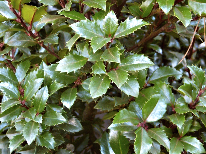 Ilex x meservae Heckenstar