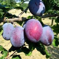 Prunus domestica Imperial