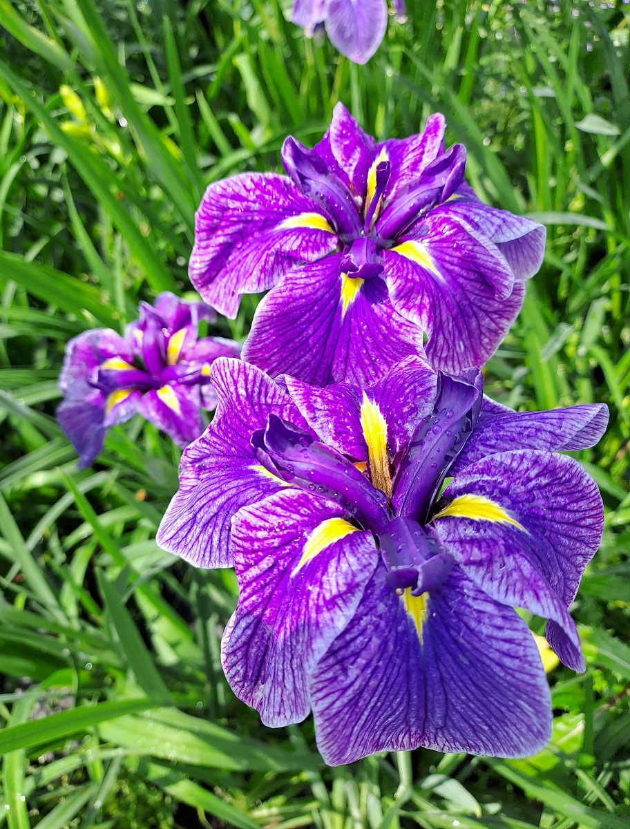 Iris  x ensata Dinner Plate Sundae