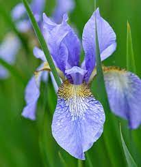 Iris sibirica Perry's Blue