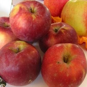 Malus James Grieve Red