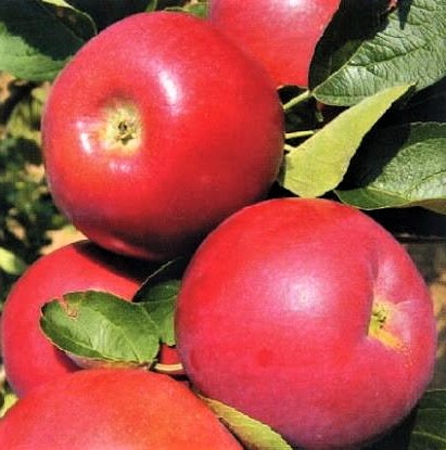 Malus Julie
