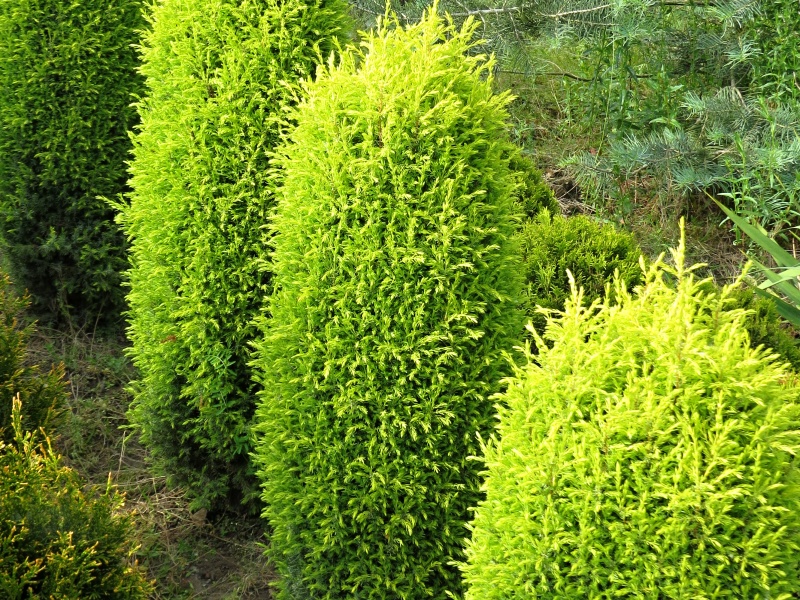 Juniperus communis Gold Cone