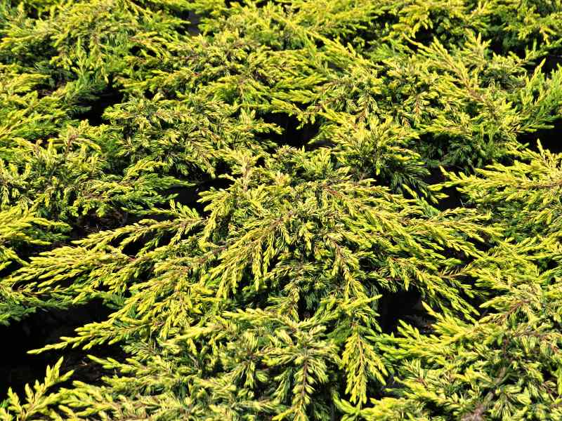Juniperus communis Goldschatz