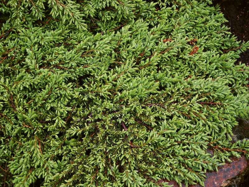 Juniperus communis Green Carpet