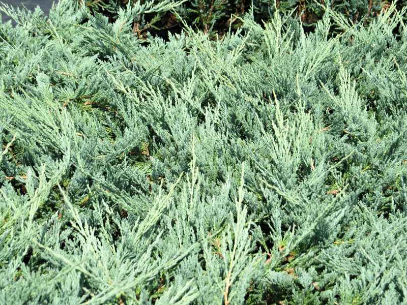 Juniperus horizontalis Blue Chip