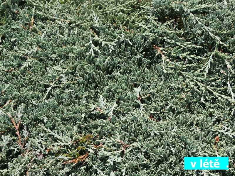 Juniperus horizontalis Ice Blue (c)