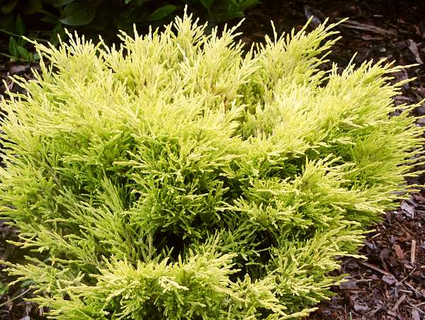 Juniperus horizontalis Lime Glow