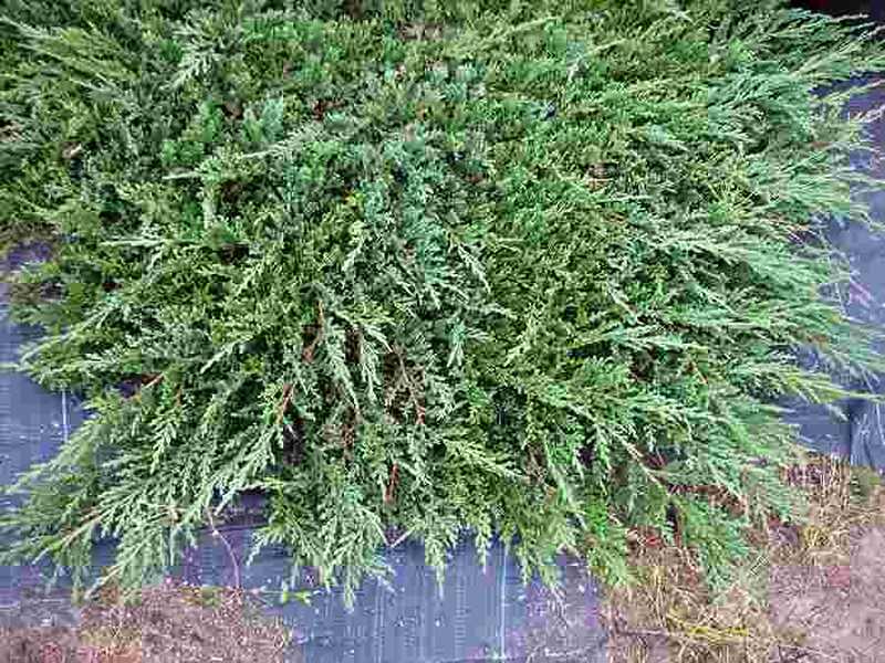 Juniperus horizontalis Prince of Wales