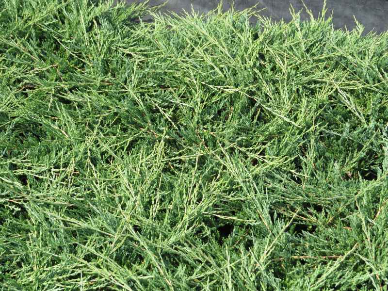Juniperus horizontalis Prostrata