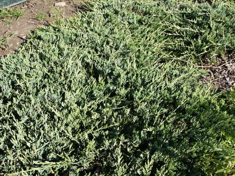 Juniperus horizontalis Wiltonii