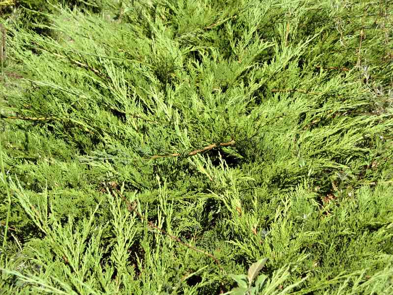Juniperus sabina Buffalo