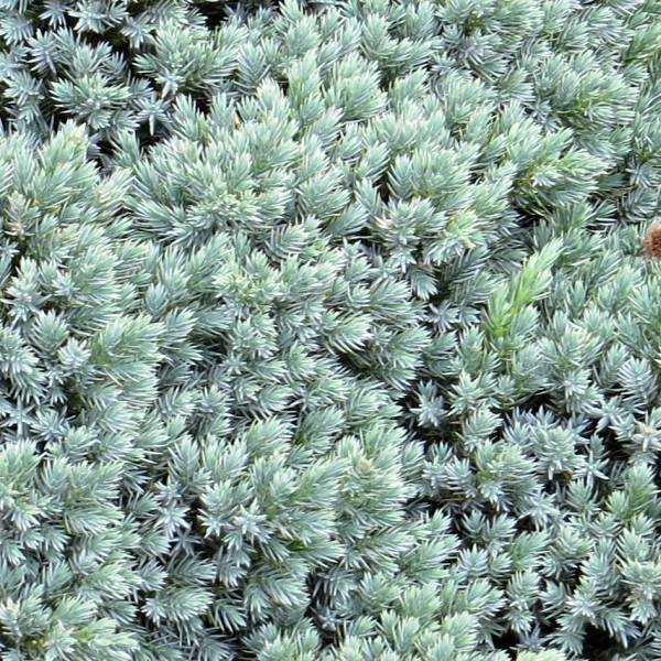 Juniperus squamata Blue Star