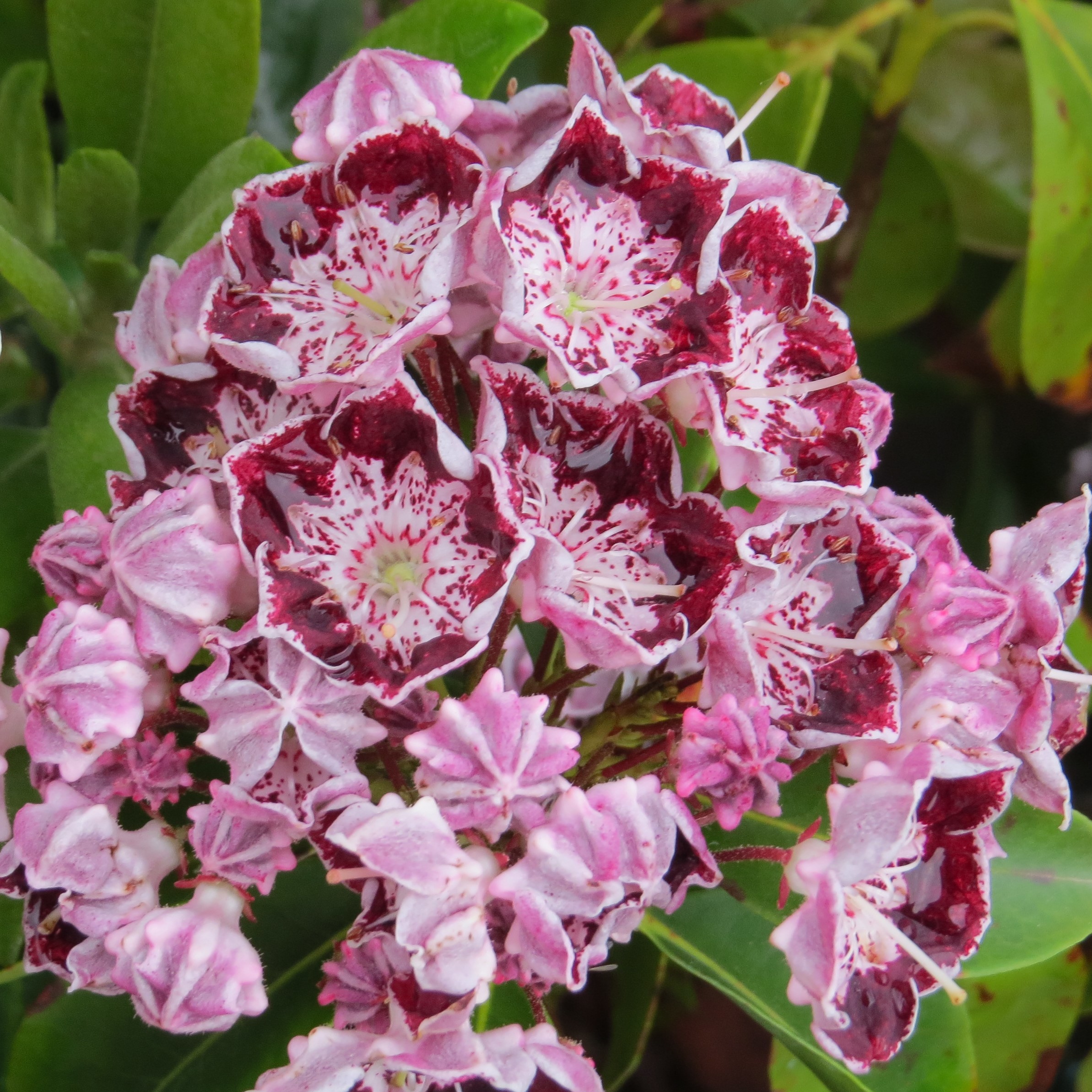 Kalmia latifolia Sterntaler