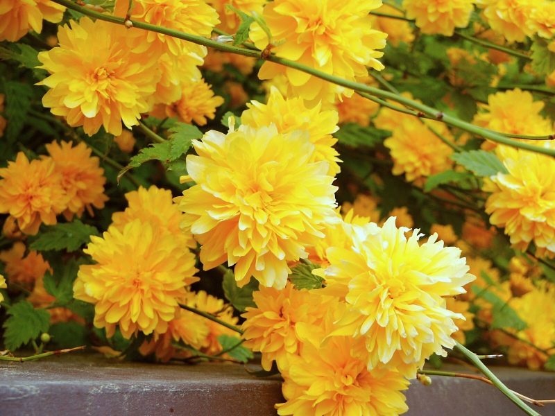 Kerria japonica Pleniflora