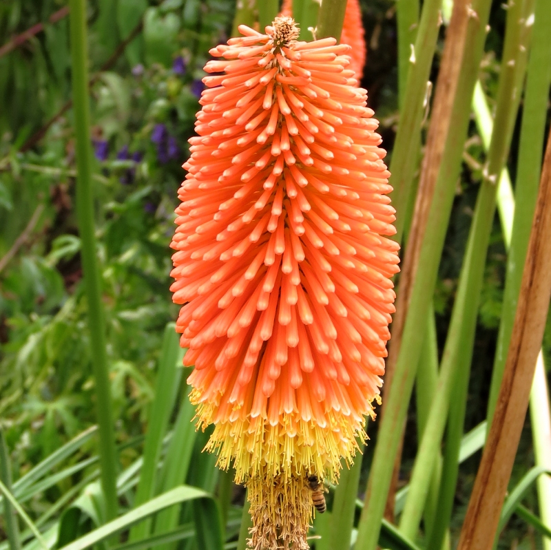 Kniphofia x Flamenco