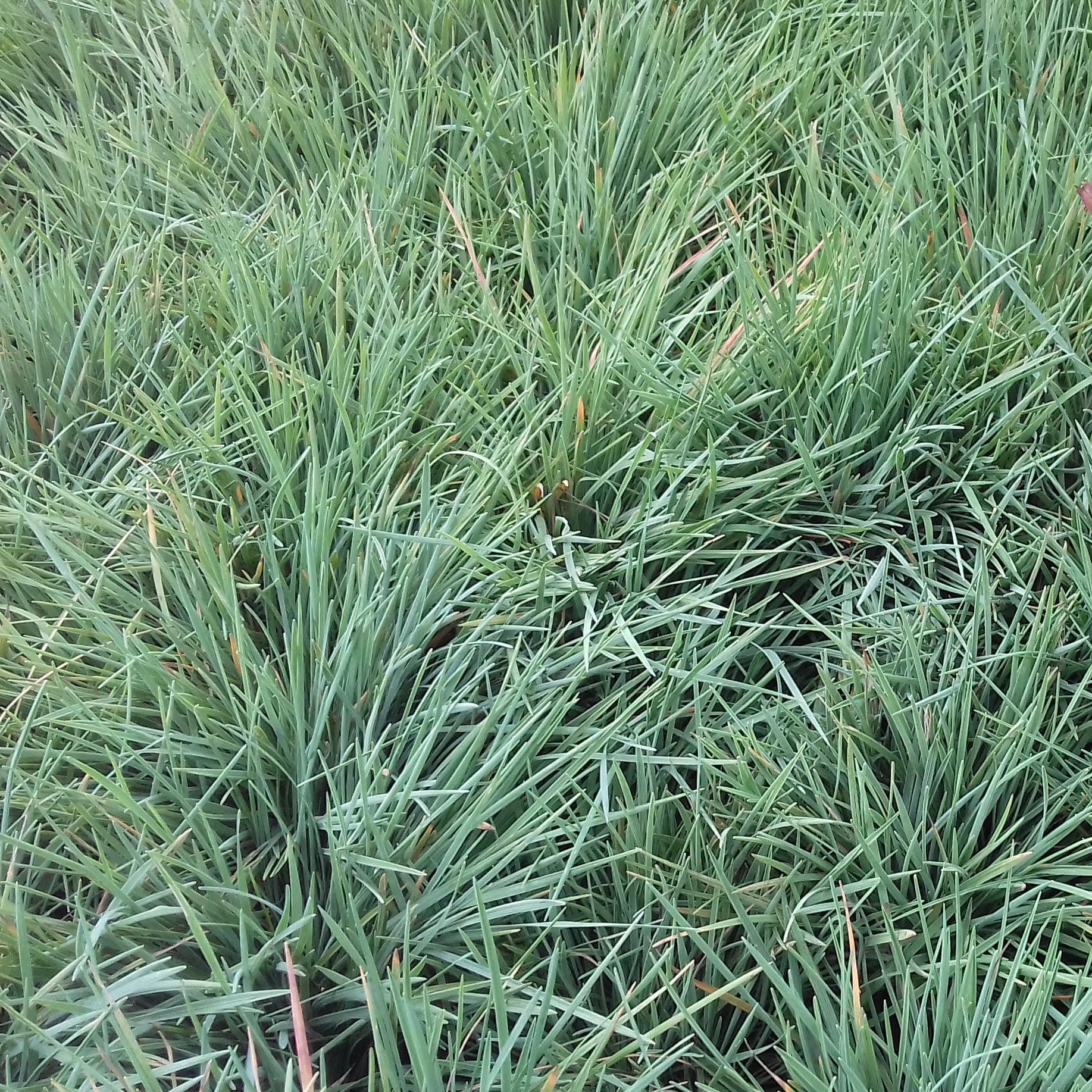 Koeleria glauca Coolio