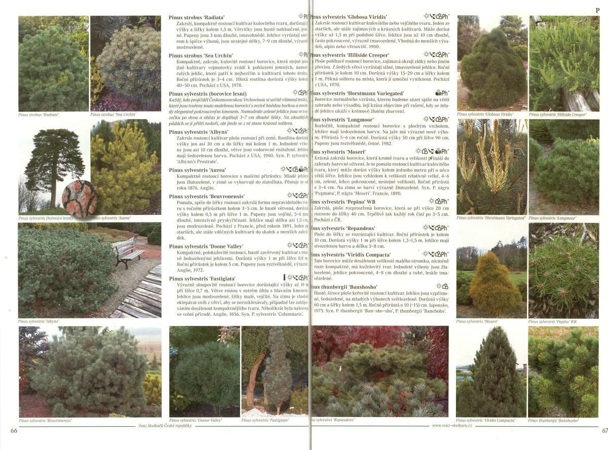 Katalog jehličnanů