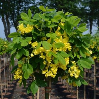 Laburnum anagyroides Sunspire