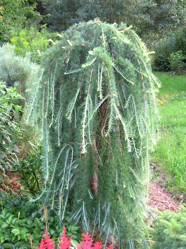 Larix kaempferi Stiff Weeping