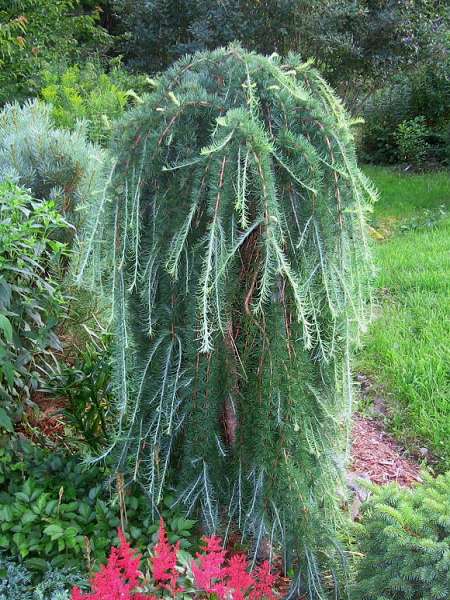Larix kaempferi Stiff Weeping