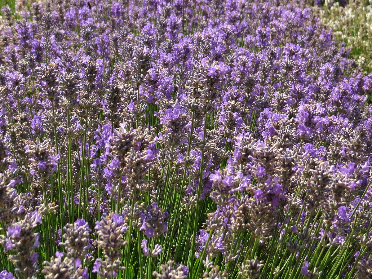 Lavandula angustifolia Ashdown Forest